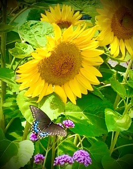 Sunflowers with a butterfly resting on a purple flower