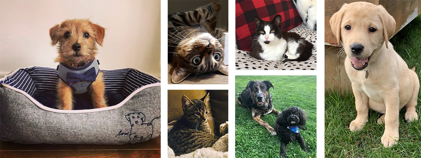 Collage of dogs and cats