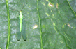 group of lacewings