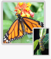 Monarch Butterly and Larva