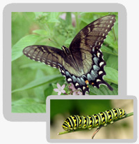Black Swallowtail Butterfly and Larva