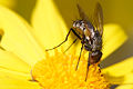 Tachinid Fly on Yellow Flower