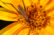 True Bug on Yellow Flower