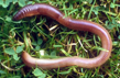 Earth Worm on Grass