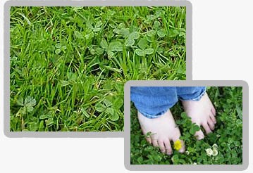 Green Grass, Clovers and Bare Feet