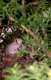 Morning Dove on Nest