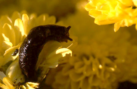 Slug on a Yellow Flower