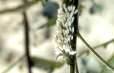 Wasp Eggs on Caterpillar