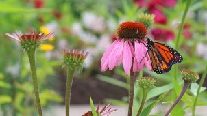 blooming garden