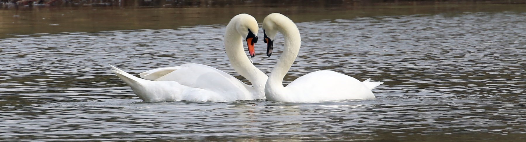 Swans