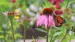 blooming garden