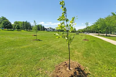 small sapling planted in a park